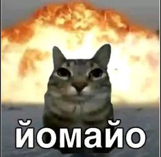 Кот йомайо